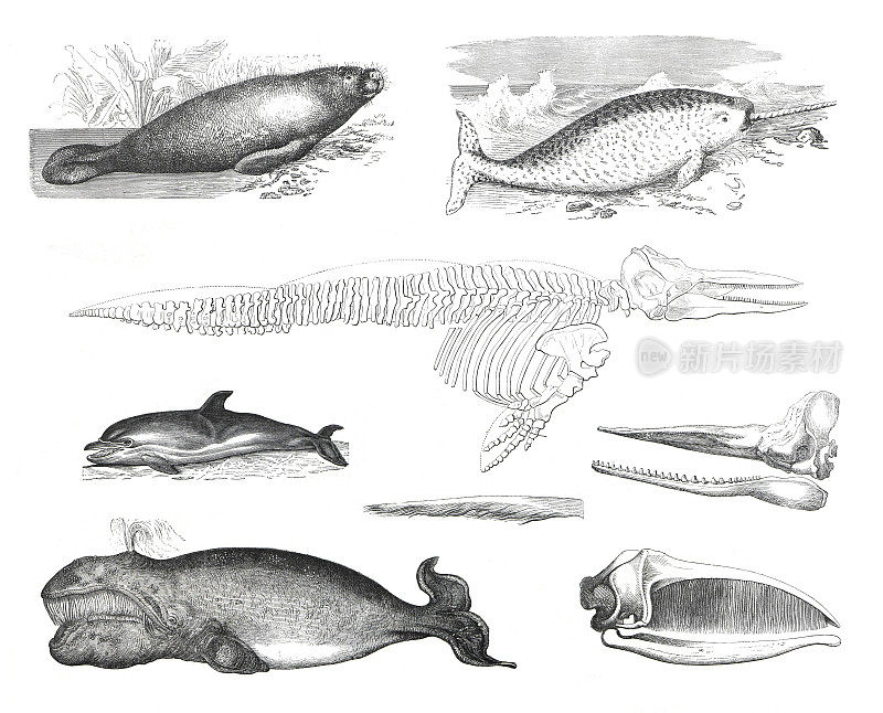动物学或哺乳动物的集合，如海豚和鲸鱼，manatus australis, delphinus delphis, balaena mysticus, monodon monoceros。从古老的古董手绘插图。